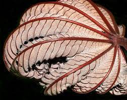 Trompette Leaf