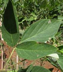 Pigeon Leaf