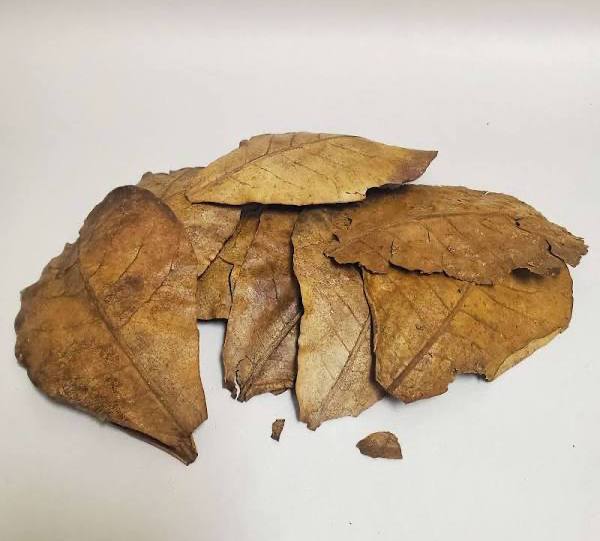 Almond Leaf